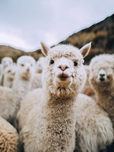 Load image into Gallery viewer, Waterproof Cute Vinyl Stickers for Water Bottle Laptop Scrapbook (50 Pcs Llama Style)