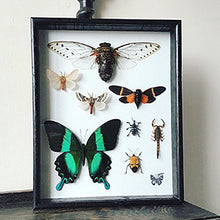 Load image into Gallery viewer, Waterproof Nature Vinyl Stickers Pack for Scrapbooking Water Bottle DIY (50 Pcs Insect Style)
